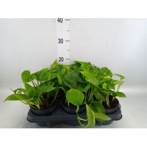 Epipremnum pinn. 'Global Green'