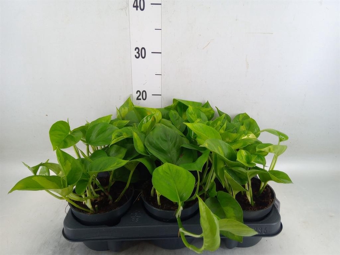 <h4>Epipremnum pinn. 'Global Green'</h4>