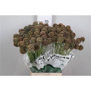 Scabiosa Stellata Zd