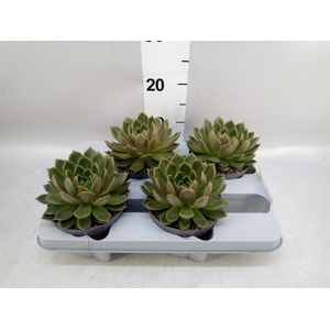 Echeveria   ...not flowering