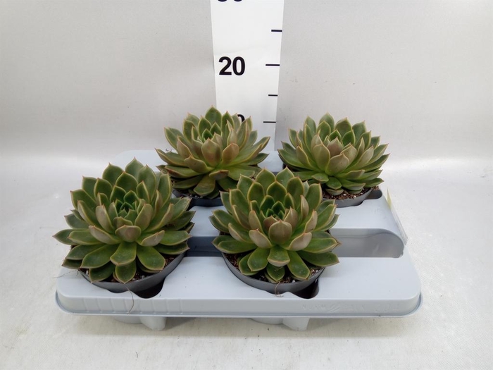 <h4>Echeveria ...not flowering</h4>