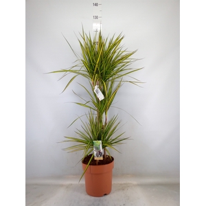 Dracaena marg. 'Sunray'
