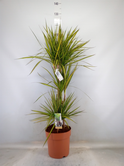 <h4>Dracaena marg. 'Sunray'</h4>