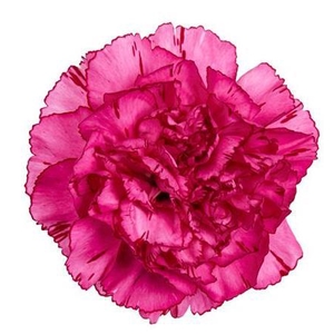 Di St Amico Lavendel