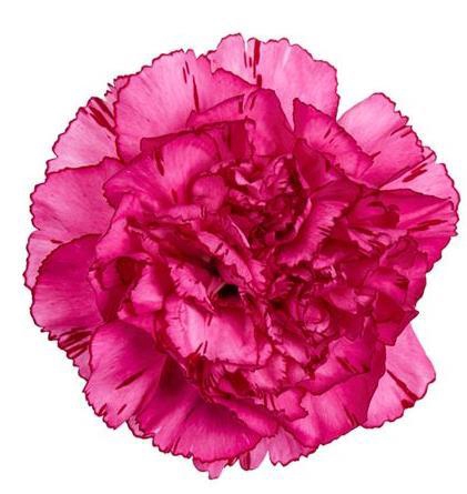 <h4>Di St Amico Lavendel</h4>