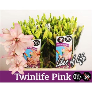 Li La Twinlife Pink 4+