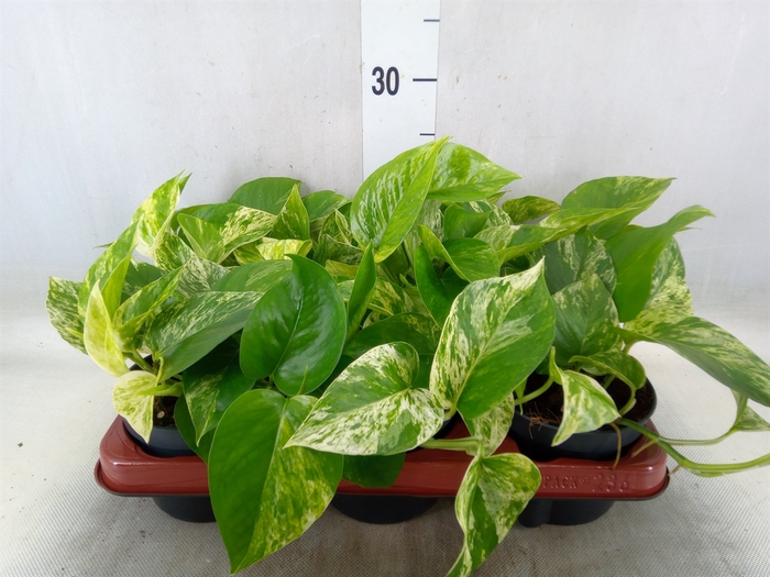 <h4>Epipremnum pinn. 'Marble Queen'</h4>