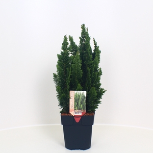 Chamaecyparis lawsoniana 'Little Spire' P17