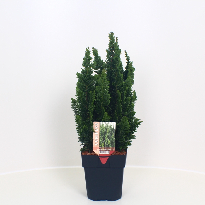 <h4>Chamaecyparis lawsoniana 'Little Spire' P17</h4>