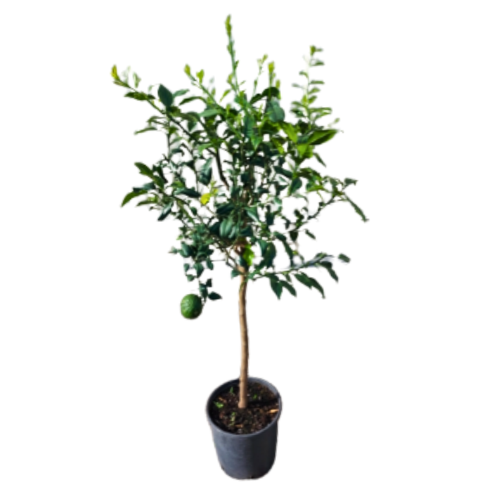 <h4>Citrus hystrix</h4>