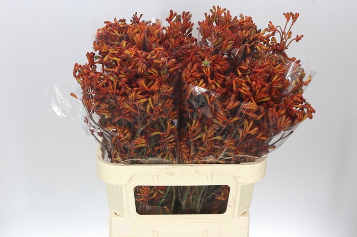 <h4>Anigozanthos Golden Girl</h4>