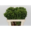 Kaaps Groen Albigreen