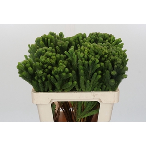 Kaaps Groen Albigreen