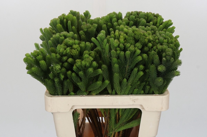 <h4>Kaaps Groen Albigreen</h4>