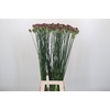 Allium Sphaerocephalon