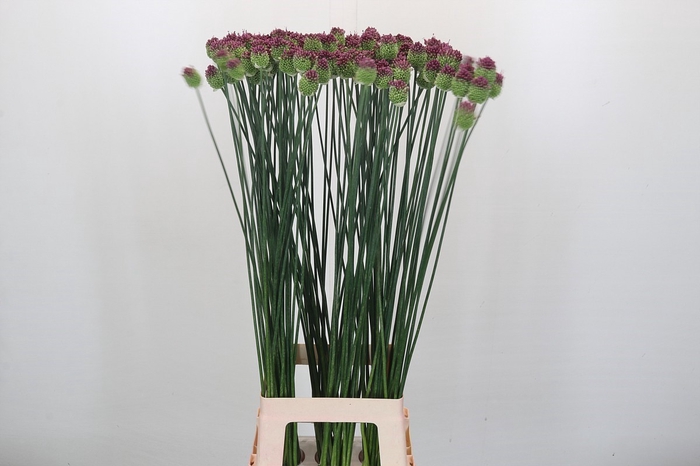 <h4>Allium Sphaerocephalon</h4>