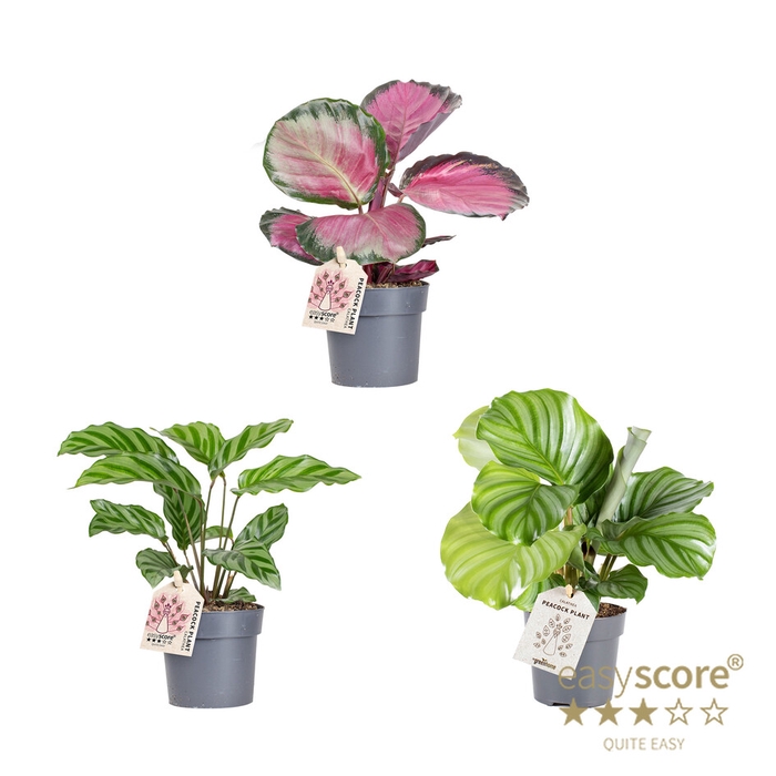 Calathea Mix P11