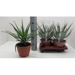 Aloe Arborescens (Cites) 20Ø 42cm