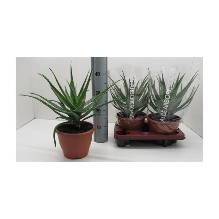 <h4>Aloe Arborescens (Cites) 20Ø 42cm</h4>