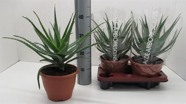 Aloe Arborescens (Cites) 20Ø 42cm