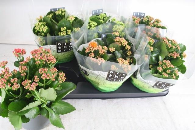 <h4>KAL GE GEM 5 KL</h4>