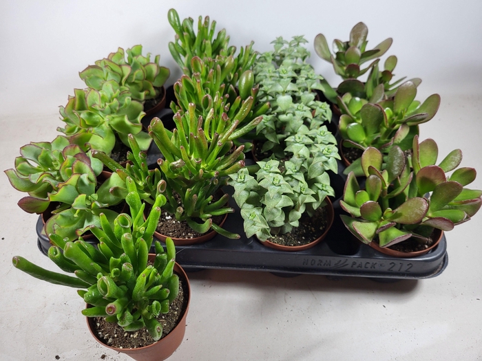 <h4>CRASS OVERIG</h4>