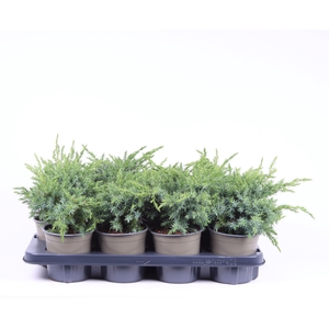 Juniperus squamata Blue Swede