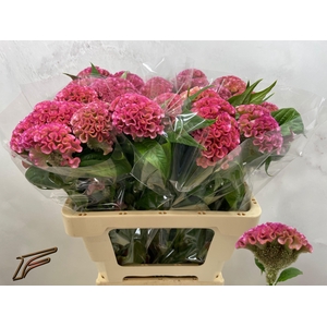 CEL C PINK DELIGHT