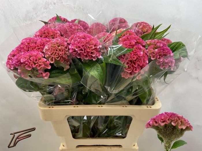 <h4>CEL C PINK DELIGHT</h4>