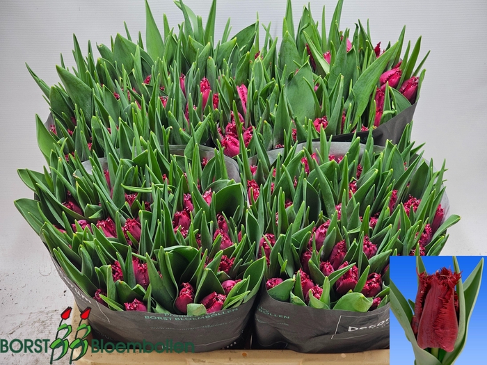 <h4>TU FR PHILLY BELLE</h4>