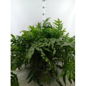 Microsorum diversifolium