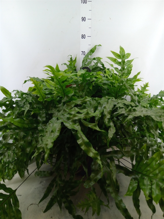 <h4>Microsorum diversifolium</h4>