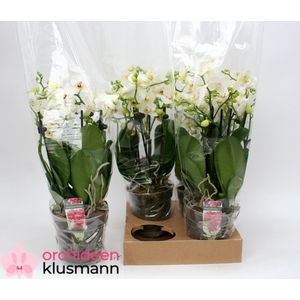 PHAL GEM