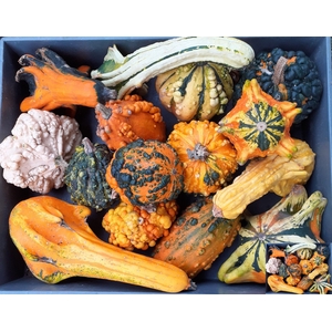 CUCURBITA (KALEBAS)