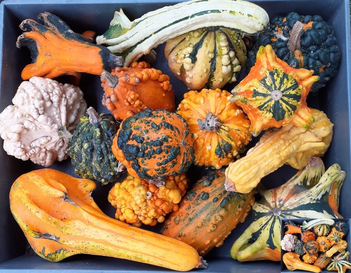 <h4>CUCURBITA (KALEBAS)</h4>