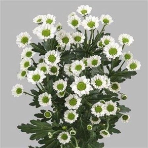 Chr San Mad Lindi Wh