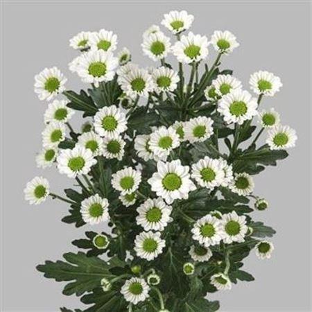 <h4>Chr San Mad Lindi Wh</h4>