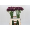 Allium Purple Mystery