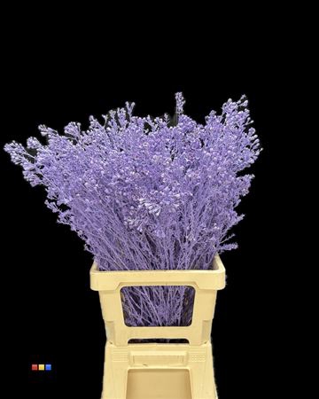 <h4>Waxflower Milka</h4>