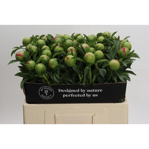 Paeonia Coral Sunset