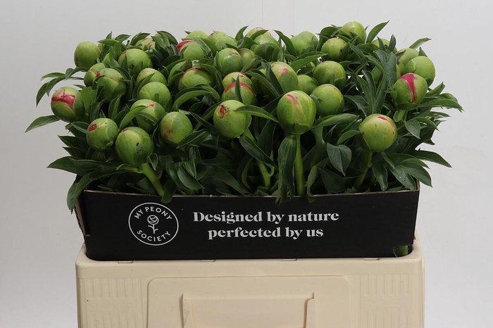 <h4>Paeonia Coral Sunset</h4>
