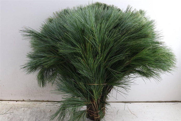 <h4>Pinus Strobus Keefer 50cm</h4>