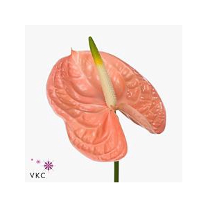 Anthurium evita pink