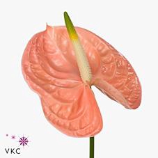 <h4>Anthurium evita pink</h4>