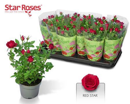 <h4>Ro Red Star</h4>