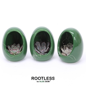 ROOTLESS Echeveria, Egg Green