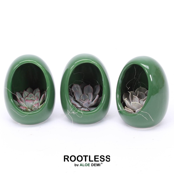 <h4>ROOTLESS Echeveria, Egg Green</h4>