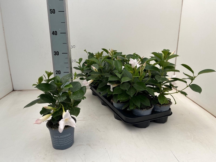 <h4>MANDE DI JADE WHITE</h4>