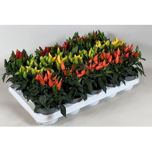 Capsicum annuum Salsa