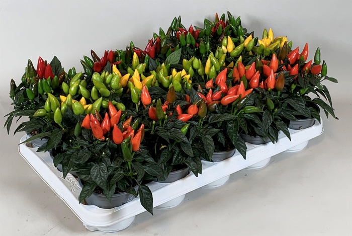 <h4>Capsicum annuum Salsa</h4>